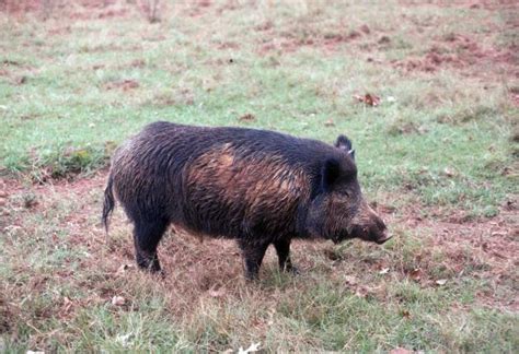 bolt of tail hair twom|Wild Boar's Tail Hair .